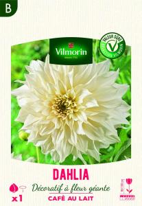 Dahlia décoratif à fleur géante Café au lait XXL (x1)